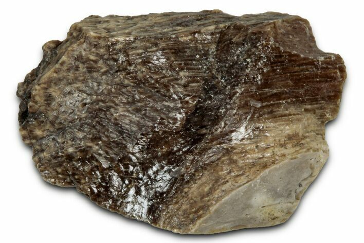 Fossil Tyrannosaur (T rex) Bone Section - Wyoming #352735